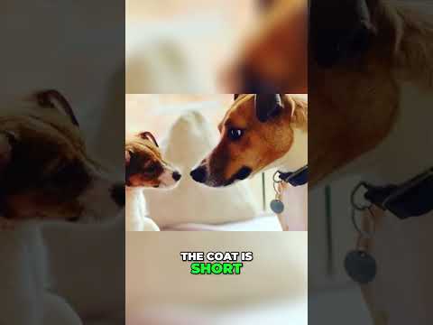 Tiny But Mighty - Meet the Plummer Terrier!