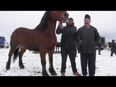 Horses 5 years old Mr. Bolaș Mihai from Mureș