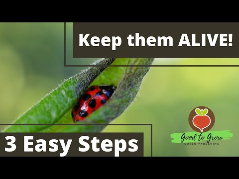 How to KEEP ladybugs Alive in your Garden | Ladybugs eat APHIDS