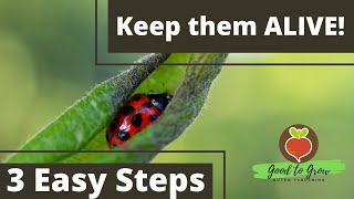 How to KEEP ladybugs Alive in your Garden | Ladybugs eat APHIDS