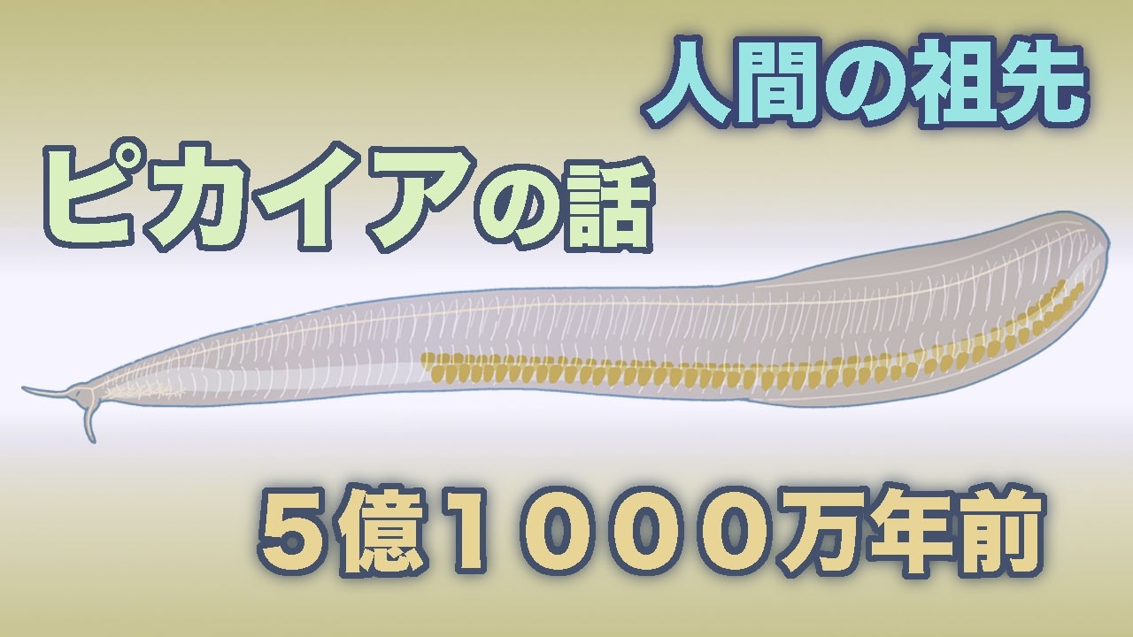 人間の祖先？　ピカイアの話　地球の歴史 その１３８