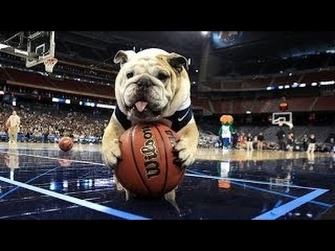 Chiens drôles jouant sport compilation 2014