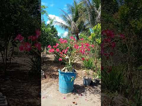 conceição da barra