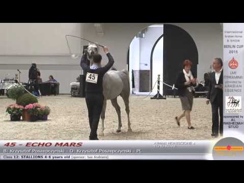 Berlin Cup Werder 2015 - Stallion 4-6 years old (Class 12) - N.45 ECHO MARS
