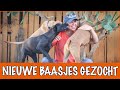 14 honden gevonden op straat! | DierenpraatTV