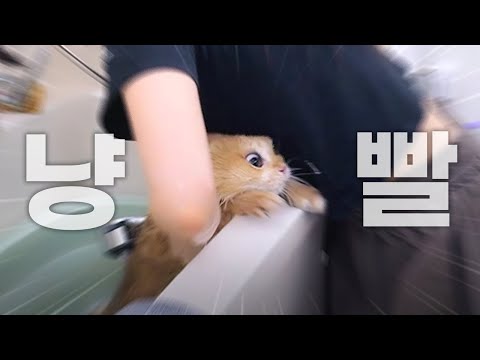아기고양이 묘생 최대 위기