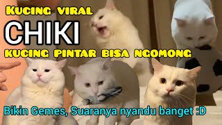 Download lagu Kumpulan Video Chiki Kucing Putih Pintar Ngomong - Ciki Kucing Putih Viral - Ciki kucing Tiktok mp3 Download lagu Kumpulan Video Chiki Kucing Putih Pintar Ngomong - Ciki Kucing Putih Viral - Ciki kucing Tiktok mp3