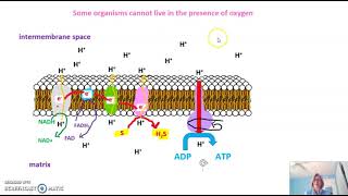 Making ATP without Oxygen