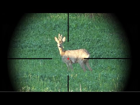 Vanatoare de caprior la selectie cu Mihai Timbus