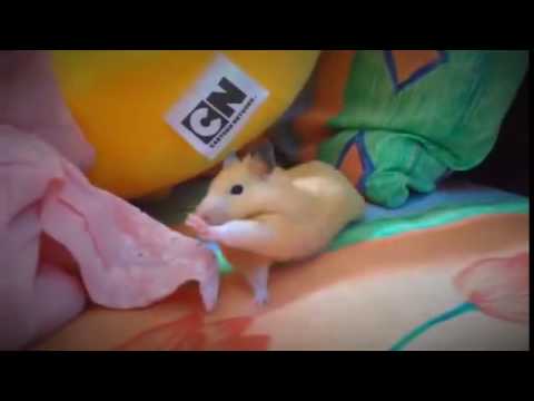 Fat hamster morning with yoga | Funny Hamster | Hamster Cute Pets | Pets