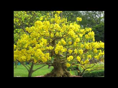 Thể hiện bởi Phương Đại