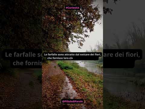 #citazioni #curiosità #pensieri #riflessioni #ispirazione Pillole di Parole