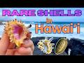 Rare Shells In Hawaii Tuns Tritons Turtles Beachcombing Diving Big Island