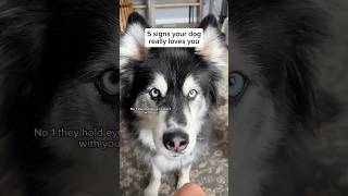 my husky just really loves me 🤷🏼‍♀️ #husky #huskymom #dogmom #dogvideos