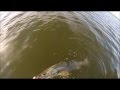 Big Snook in the Mangroves of Naples, Florida with ...