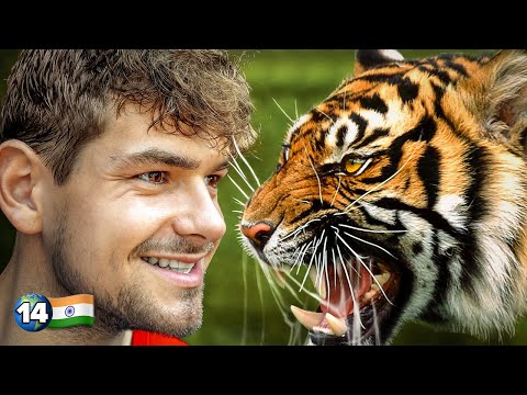 SEARCH FOR THE BENGAL TIGER IN INDIA - 80 DDŚ #14