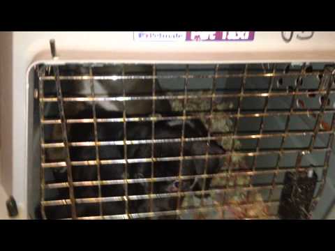 Craigslist Free Pups Dec 2014