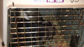 Craigslist FREE Pups (Dec 2014)