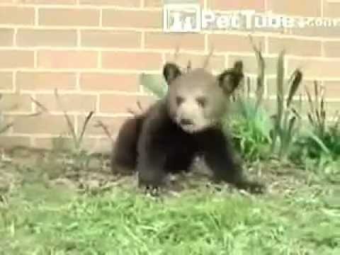 Adorable baby bear opens up the Jazz Pit! - (Lee Wanner Re-Composition)