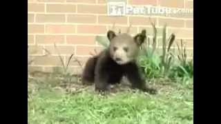 Adorable baby bear opens up the Jazz Pit! - (Lee Wanner Re-Composition)