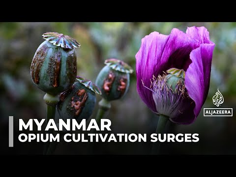 Opium poppy farming hits 10-year high in war-torn Myanmar