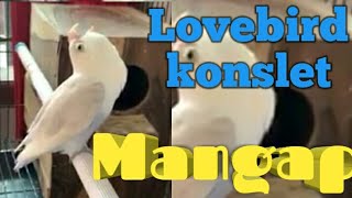 Download lagu Lovebird konslet yakin /lovebird konslet mangap ngekek panjang mp3