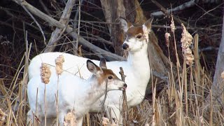 Two Rare Piebald Deer~Pictou County, NS