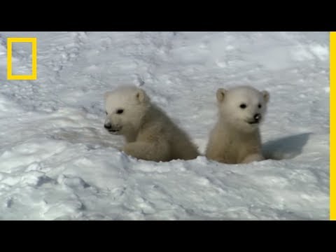 A polar bear cub's first steps