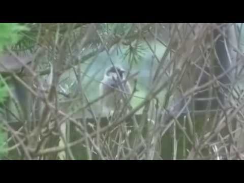 Noisy Flock of Resident House Sparrows thumbnail