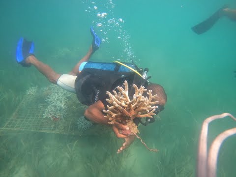 Restore Corals for 400 Fisherfolks in Wasini