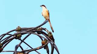 Download lagu Burung Shrike Ekor Panjang Liar Menyanyikan Lagu Rumitnya mp3