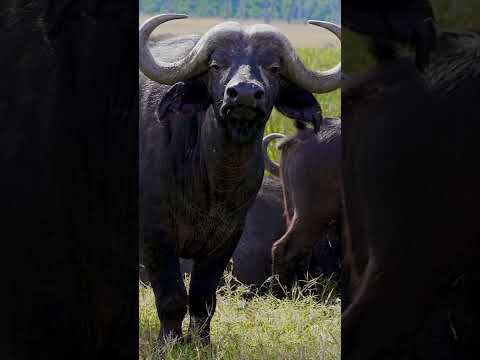 , title : 'Wild Buffalo #nature #sony #natgeowild #reels #wildlife #sonyfx6 #discovery #masaimara #wild #natgeo'