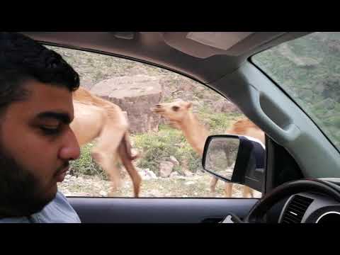 Shaat beach ,  driving from top