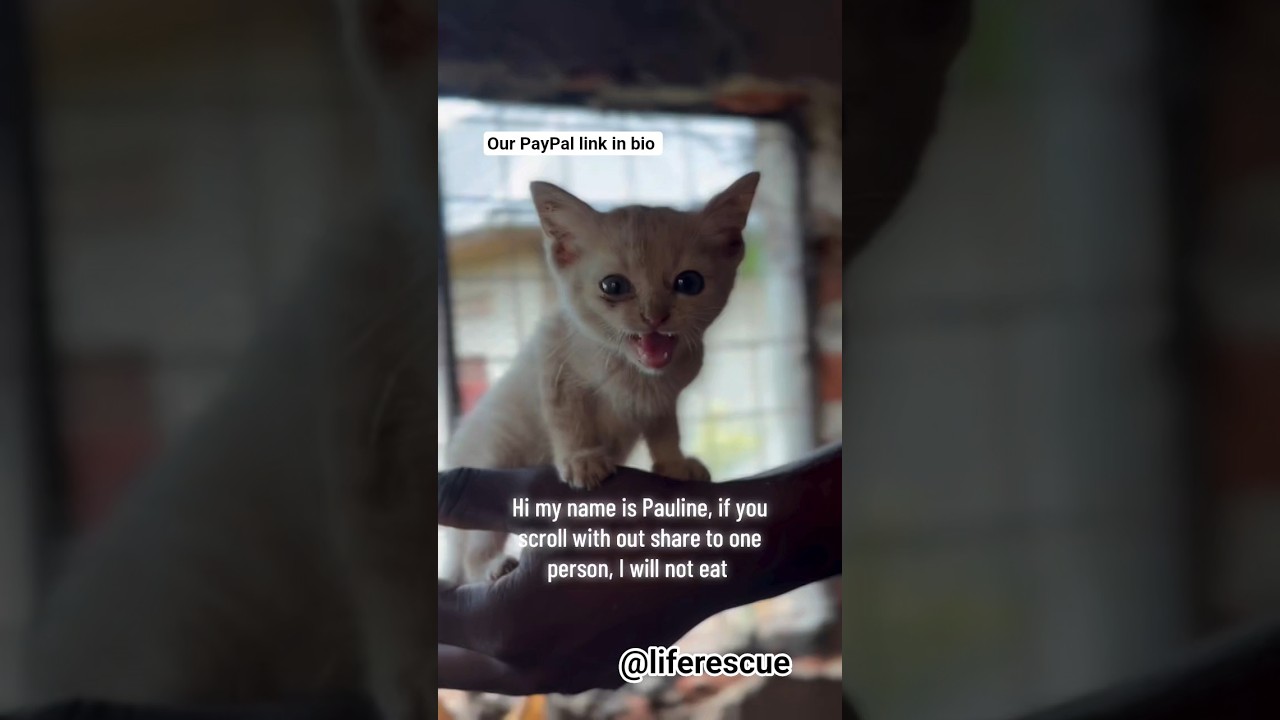 hi my name is Pauline if you scroll without saying to one person I will not eat today PayPal In bio