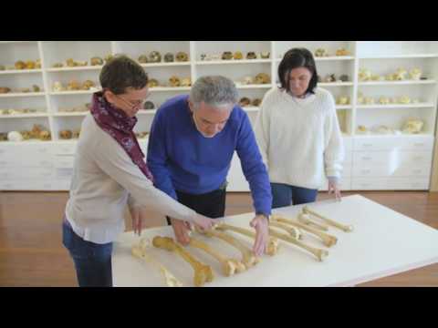 Investigadores demuestran que los hombres de Atapuerca eran robustos y atléticos