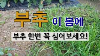 부추 한번 꼭 심어보세요 #주말농장 #부추 잘 가꾸는 방법 #필레오 TV