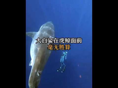 虎鯨碾壓大白鯊！不是體型差距，是降維打擊。 #動物科普 #藍鯨 #大白鯊