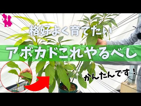 アボカドの木を地中で維持するにはどうすればよいですか?たくさんの実を収穫するための上手なお手入れの秘訣！  庭園