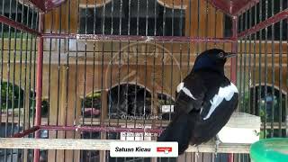 Download lagu SUARA MASTERAN KACER GACOR KONSLET FULL ISIAN TEMBAKAN PEDAS NGOBRA SADIS! mp3