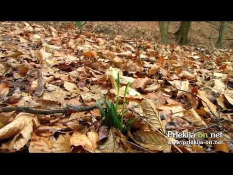 Zvončki že cvetijo sredi januarja