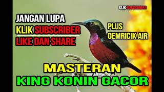 Download lagu KING KONIN FULL TEMBAKAN RAPAT ENAK BANGET COCOK UNTUK GURU VOKAL CUCAK IJO, KACER, MURAI BATU dll mp3