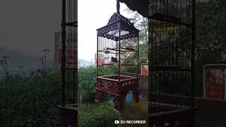 Download lagu CIBLEK KRISTAL BREN RAPAT PANJANG #ciblekkristal #ciblekbren #ciblek #ciblekmania mp3