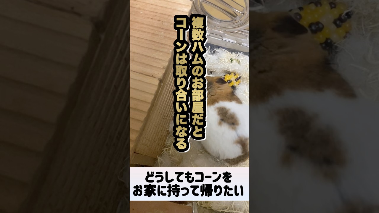 【コーンがめちゃくちゃ喜ぶと聞いて与えてみたら】 #ゴールデンハムスター #ハムスター #ゴルハム #hamster #癒し #小動物 #かわいい #ペット #動物 #可愛い