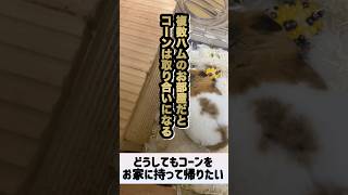 【コーンがめちゃくちゃ喜ぶと聞いて与えてみたら】 #ゴールデンハムスター #ハムスター #ゴルハム #hamster #癒し #小動物 #かわいい #ペット #動物 #可愛い