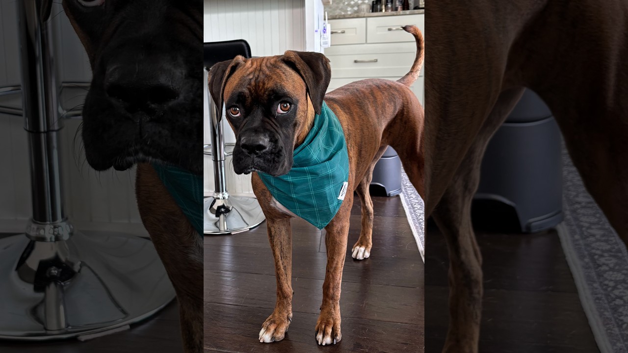 Enlarge Tigress, an adopted Boxer in Tallahassee, FL video 6/6