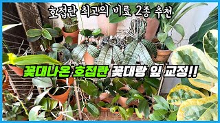 3년묵은 호접란 꽃대에서 꽃이 바글바글?? 호접란 비료는 선택이 아닌 필수에요!! 호접란 꽃대&잎 교정하는 …