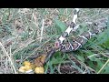HOW DOES SNAKE POOP OMG