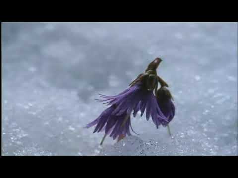 ✿ Oliver Shanti - Spring in Lhasa ✿