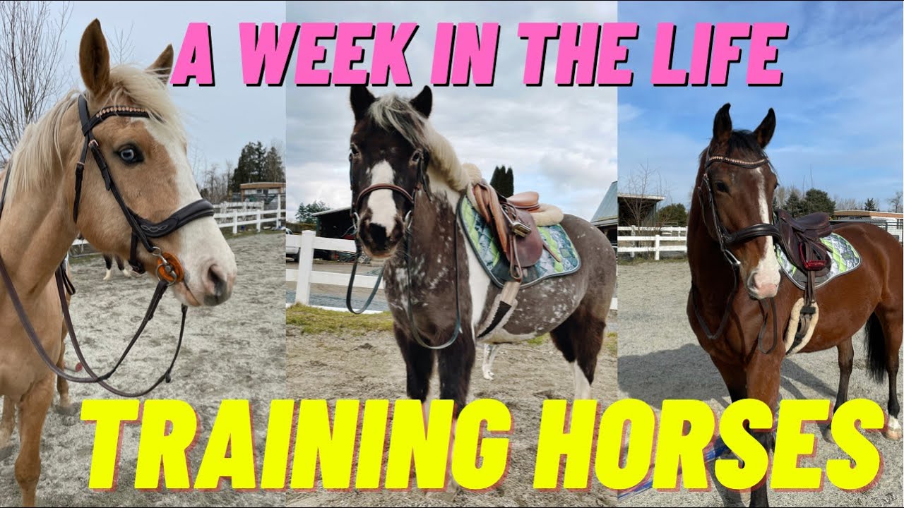 Work As A Horse Trainer | Starting Horses Under Saddle with R+