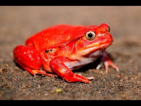 Rajčiaková žaba (falošná) (Dyscophus guineti) — chov, terárium a starostlivosť